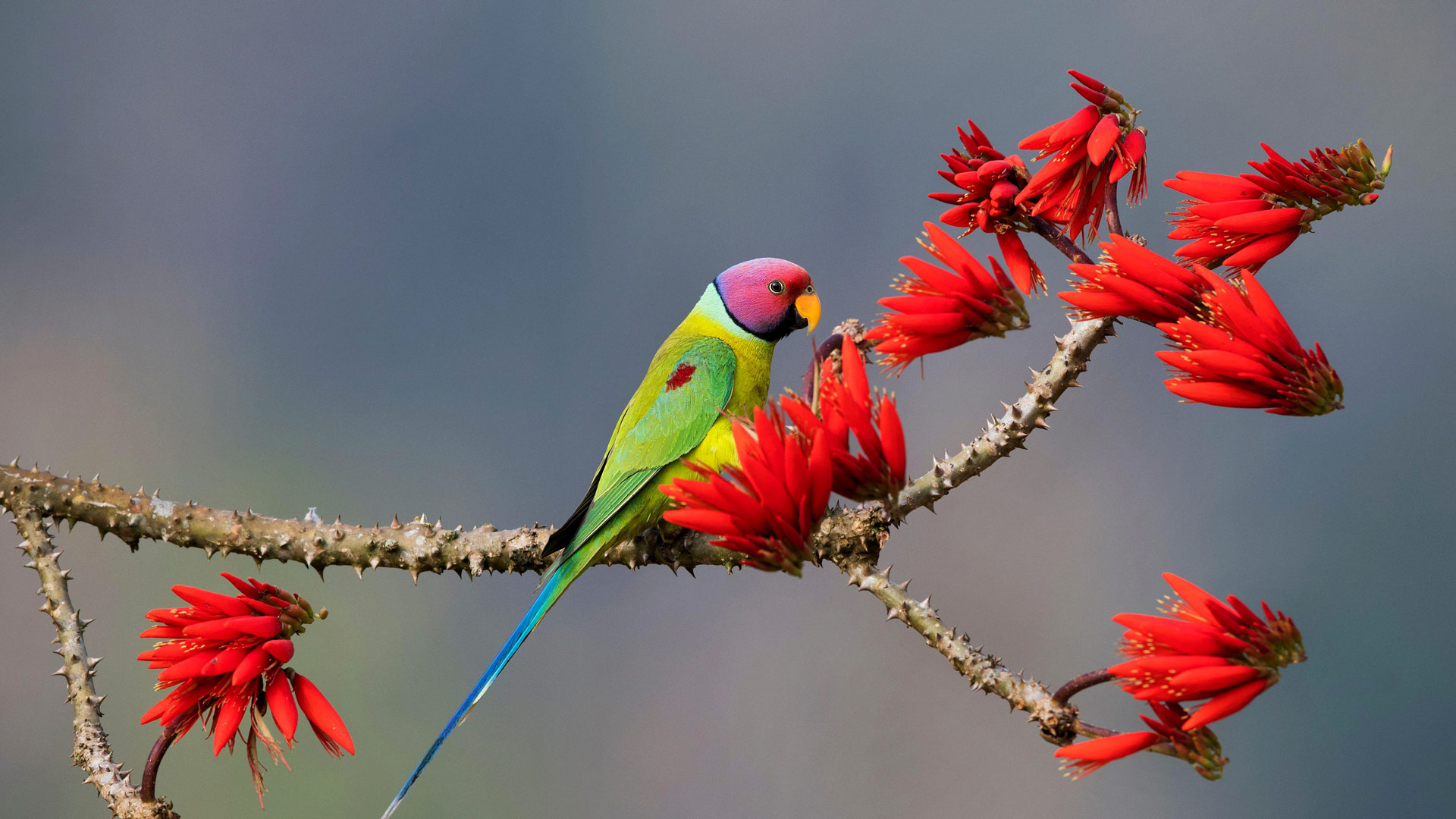 Plum Parakeet