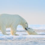 Polar Bear Swim