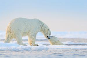 Polar Bear Swim