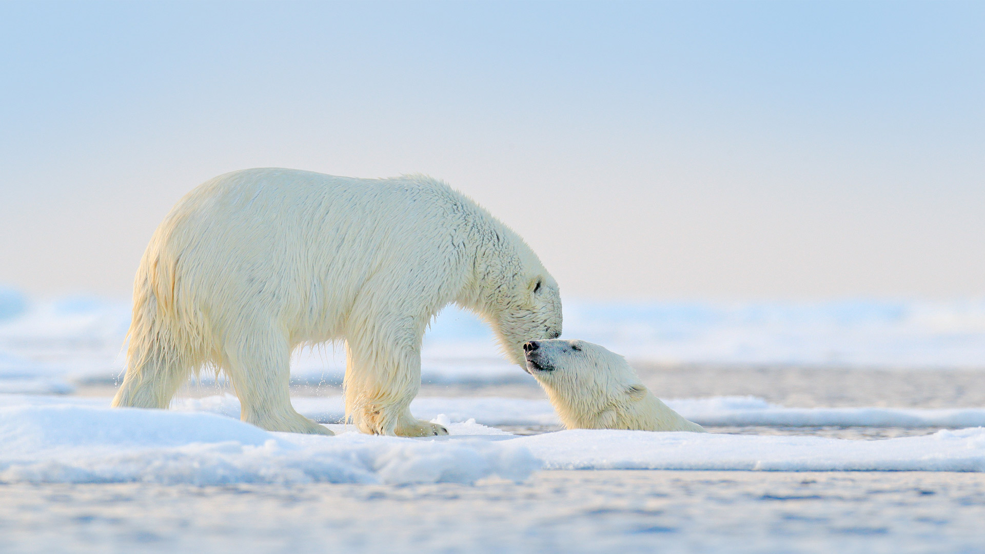 Polar Bear Swim