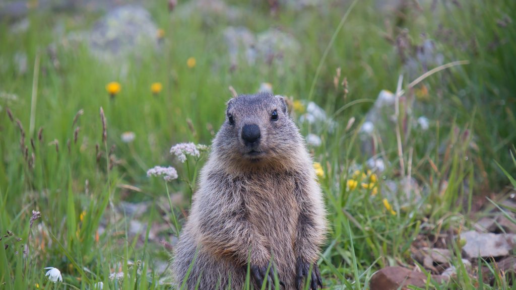 Austria Marmot