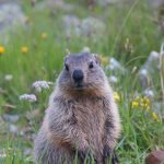 Austria Marmot