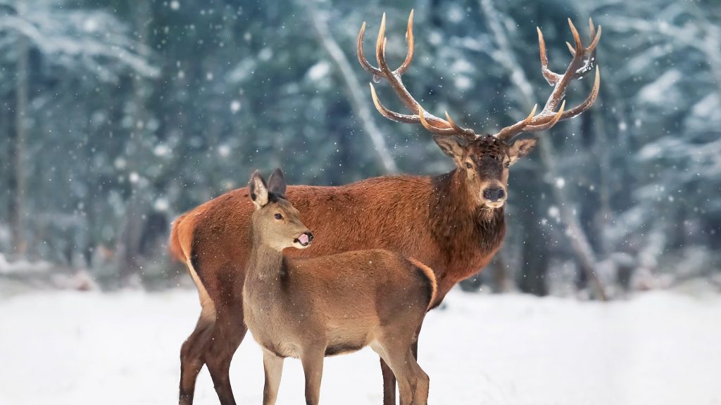 Canada Deer