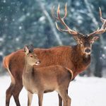 Canada Deer