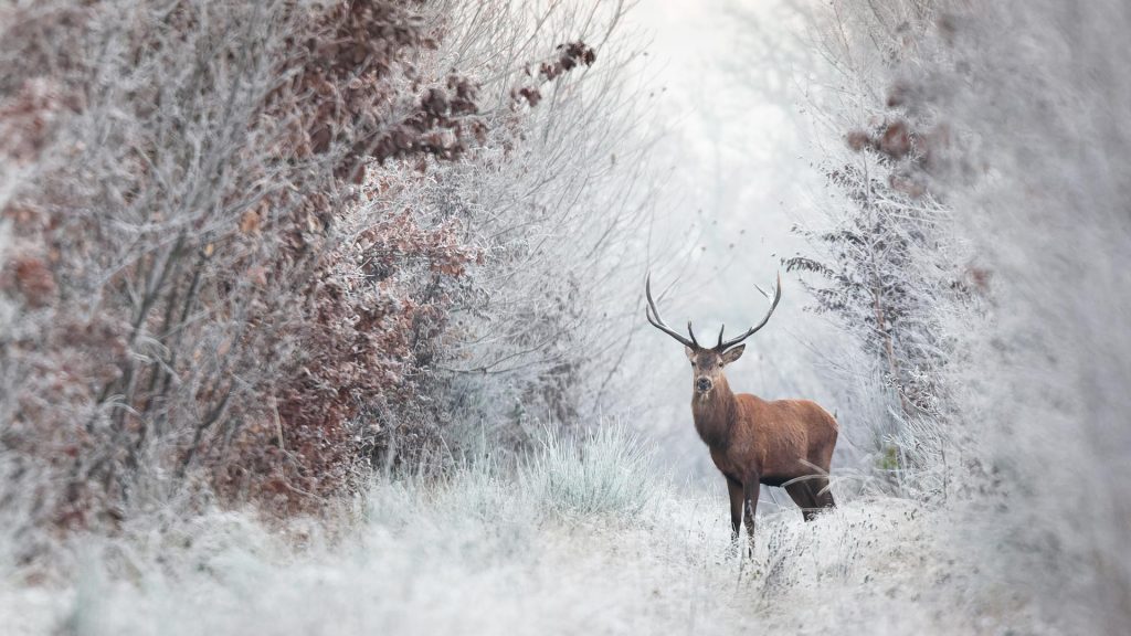 Deer Forest