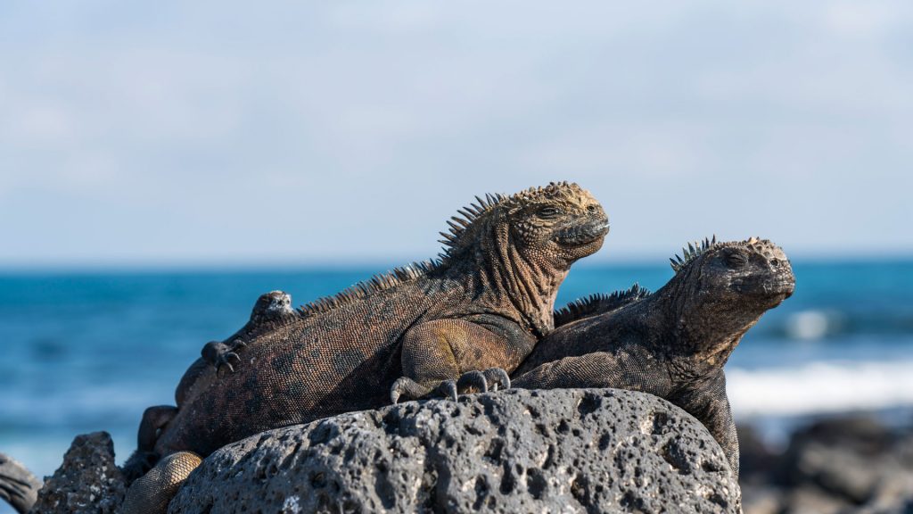 Galapagos Iguana