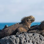 Galapagos Iguana