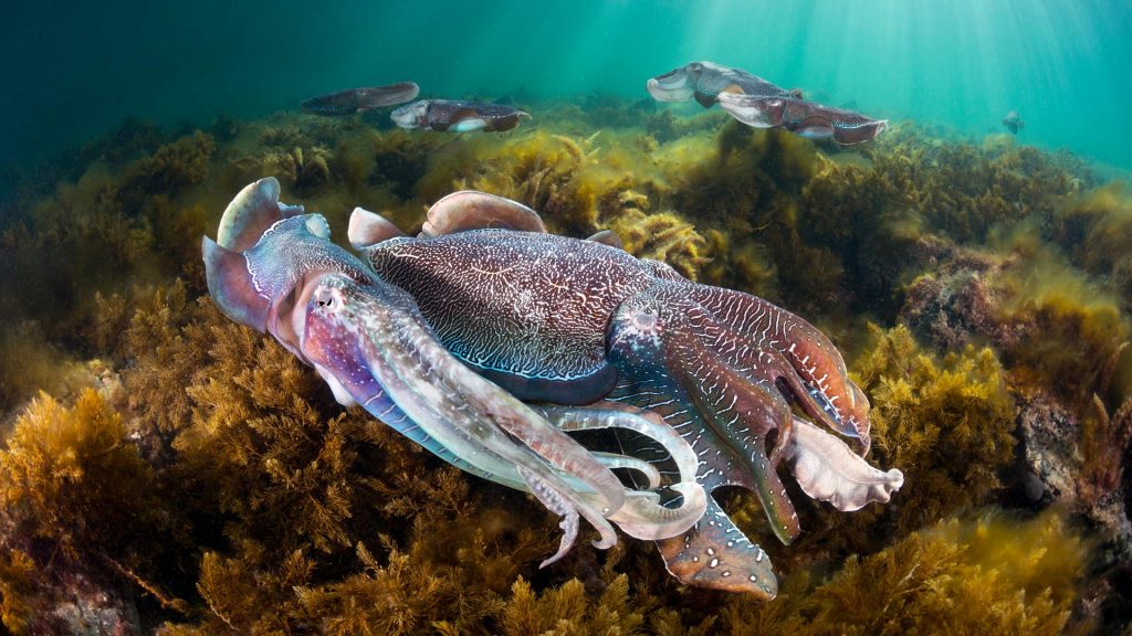 Giant Cuttlefish