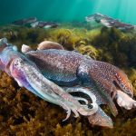 Giant Cuttlefish