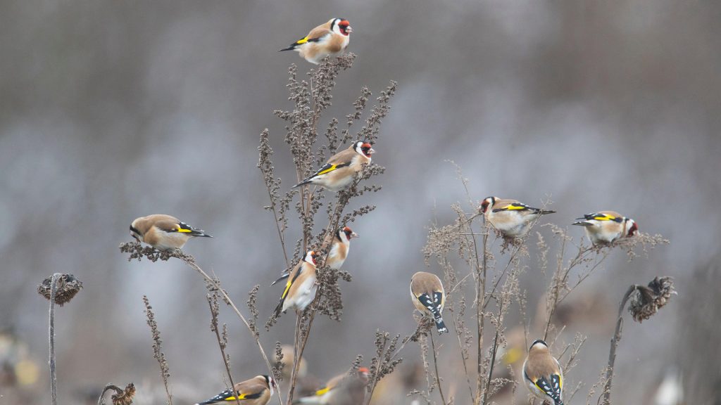 Goldfinch Sunflower