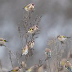 Goldfinch Sunflower