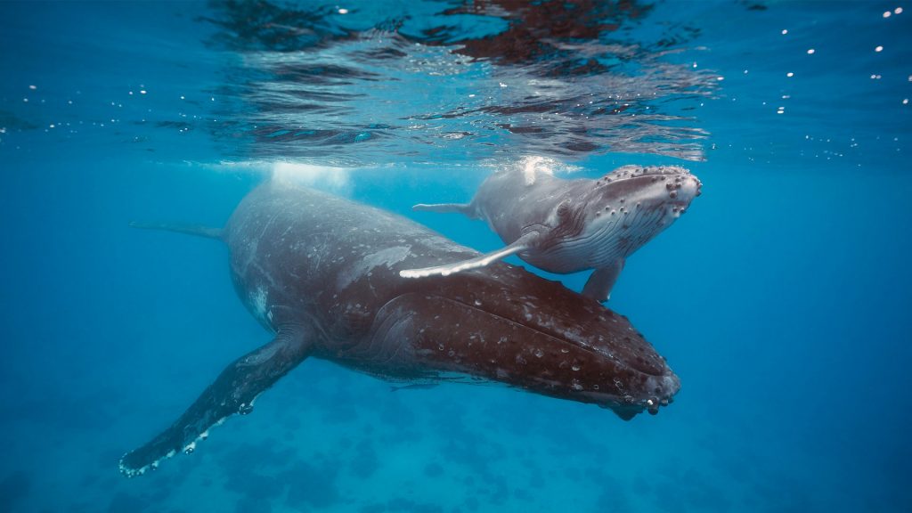 Humpback Mother