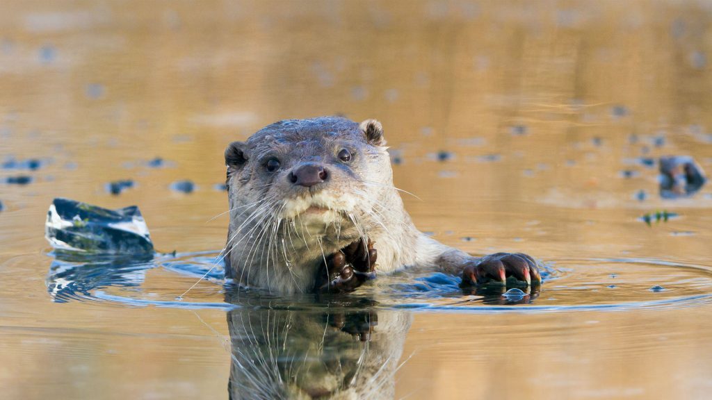 Ice Hole Otter