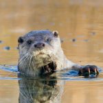 Ice Hole Otter