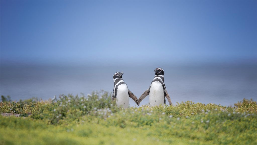 Penguin Love