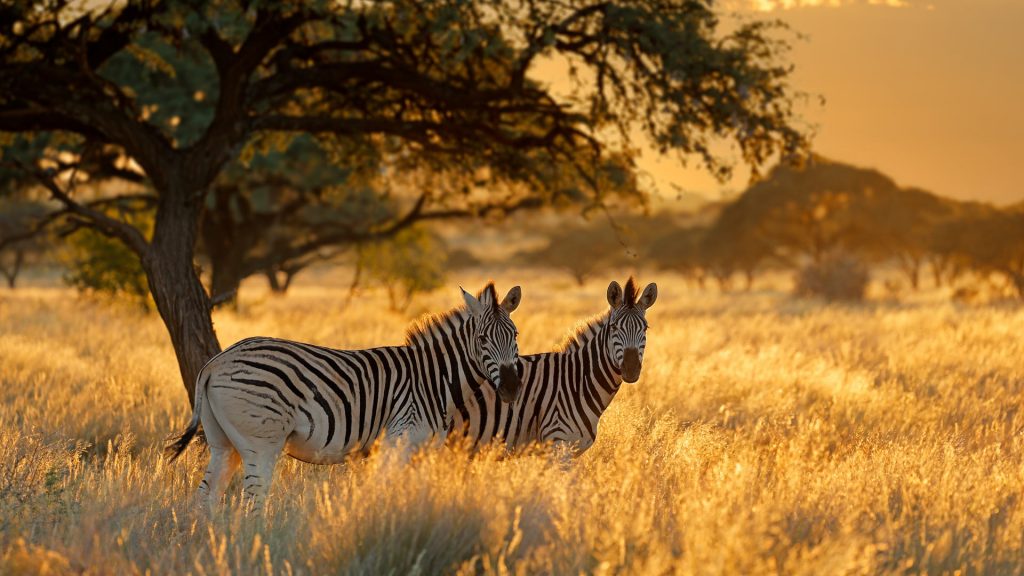 Plains Zebra