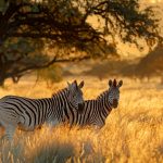 Plains Zebra