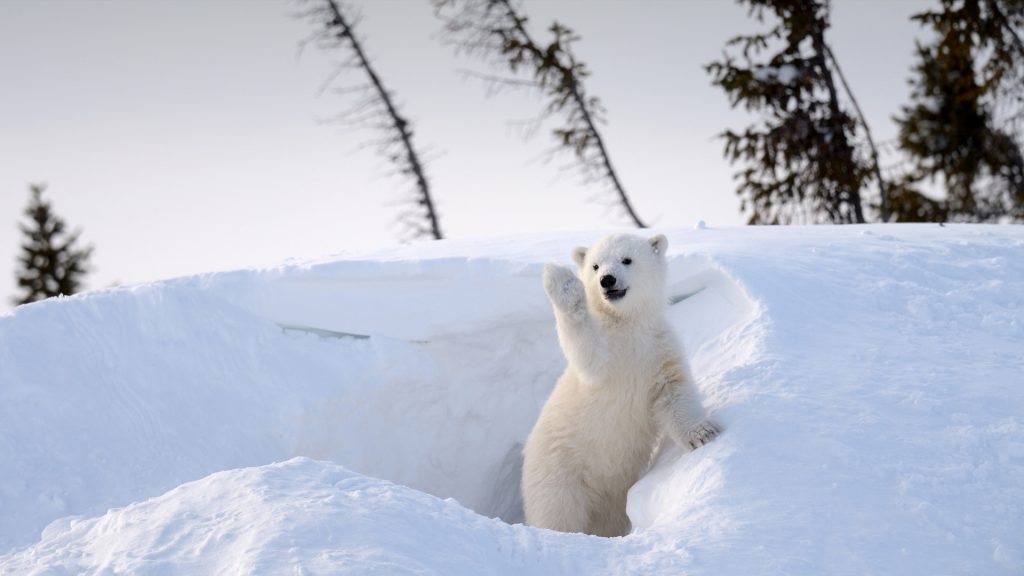 Polar Cub