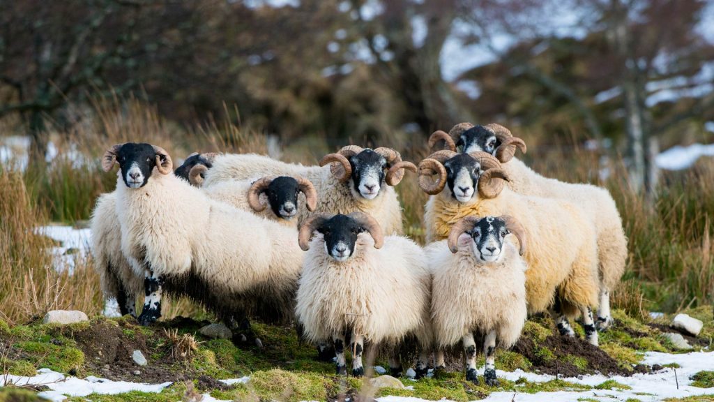 Scottish Sheep