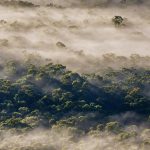 Eucalyptus Forest