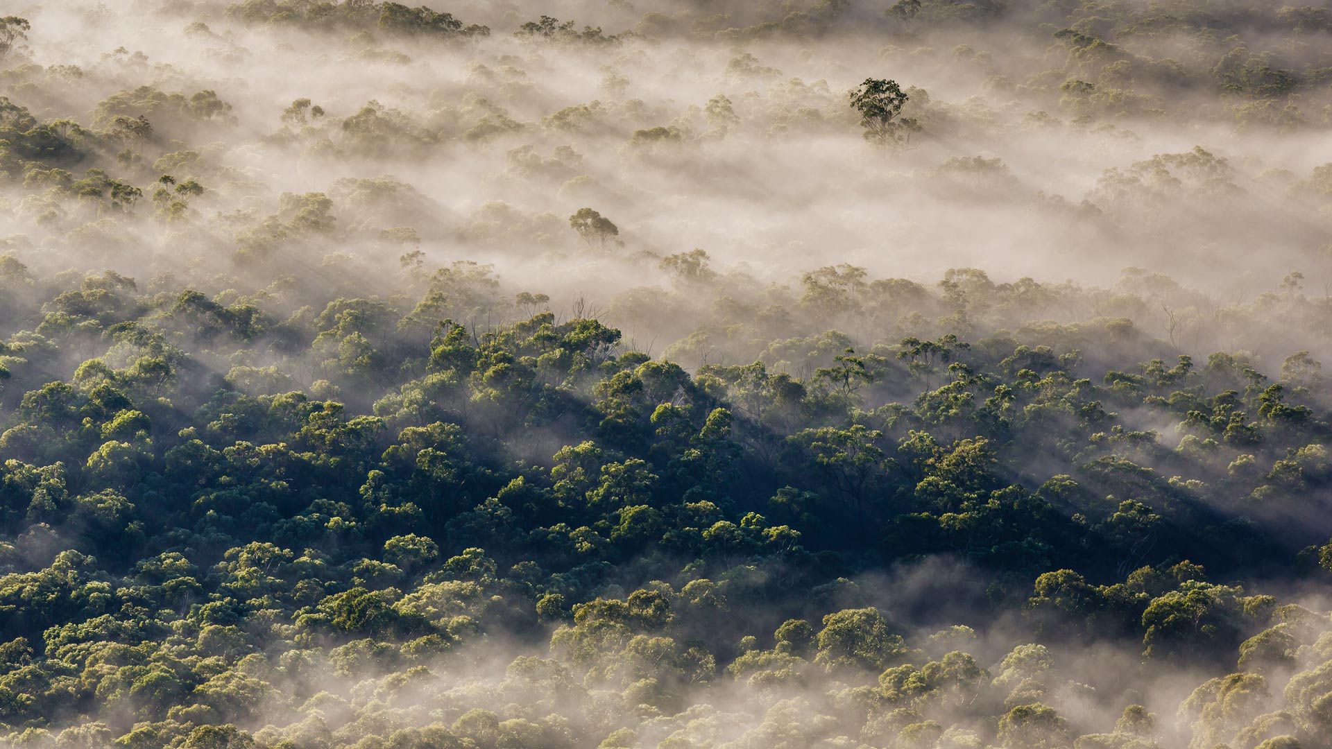 Eucalyptus Forest