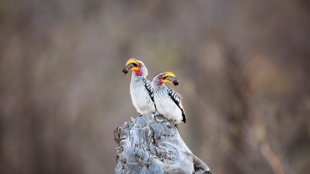 Hornbill Pair