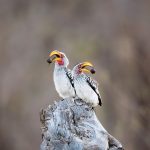 Hornbill Pair