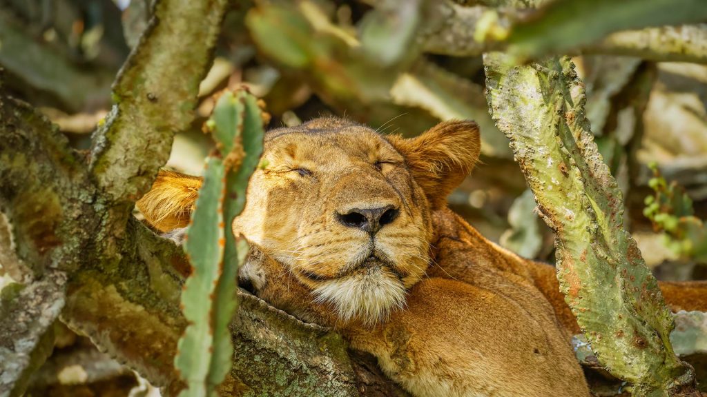 Napping Lion