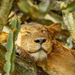 Napping Lion