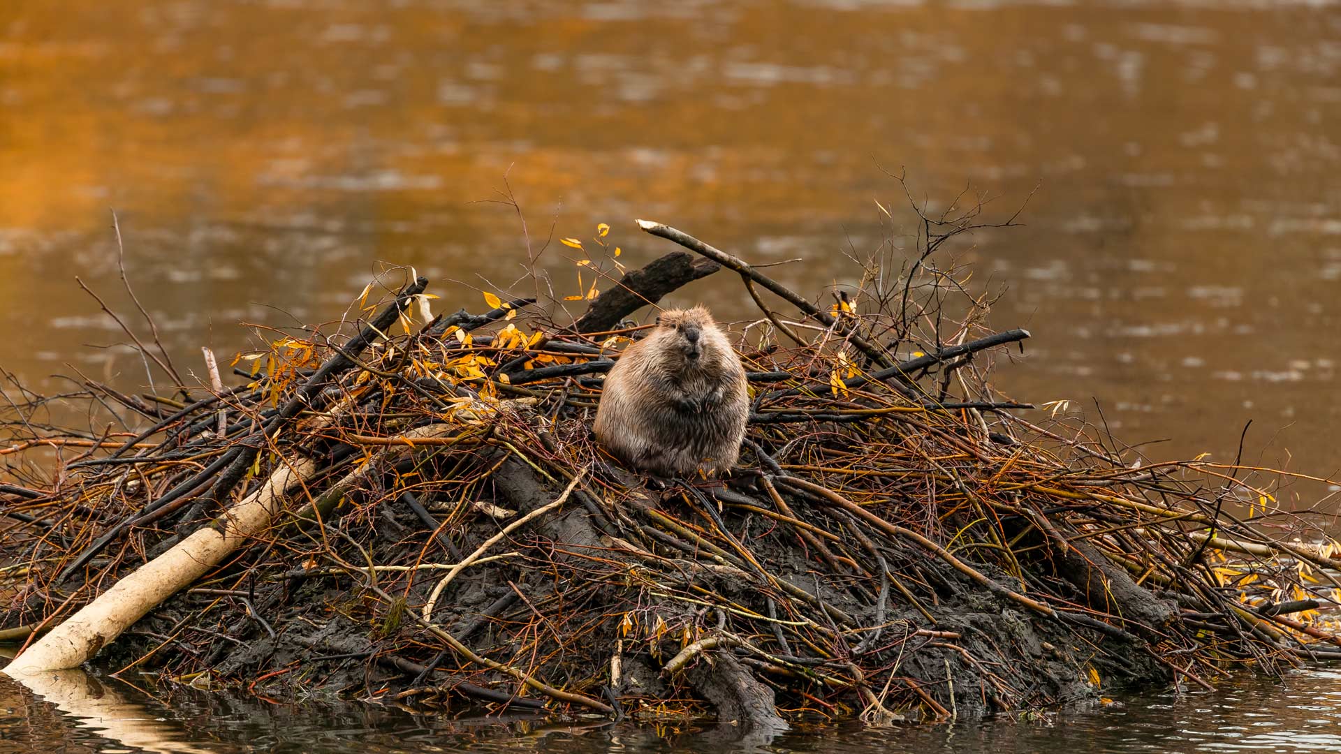 Beaver Day